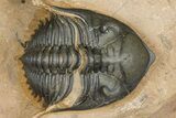 Chocolate-Brown Metacanthina Trilobite - Lghaft, Morocco #368582-2